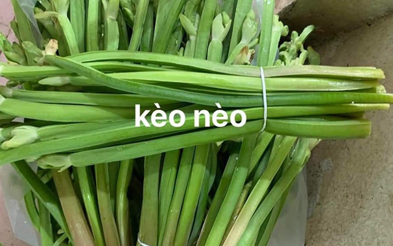 Rau tai tượng là gì? (hình 6)