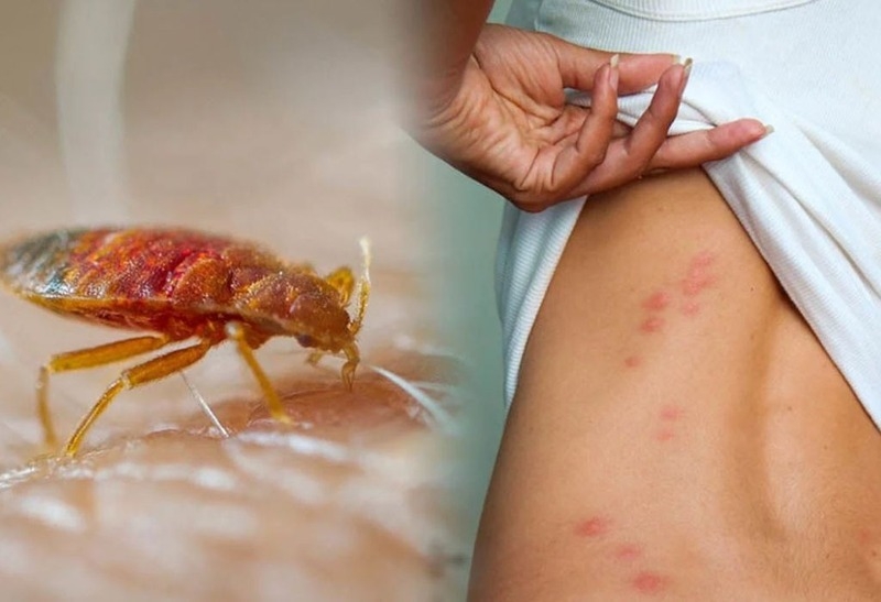 Rệp giường là gì 3