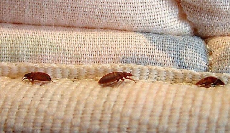 Rệp giường là gì 2