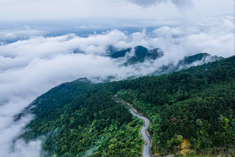 Rừng nguyên sinh là gì? (hình 13)