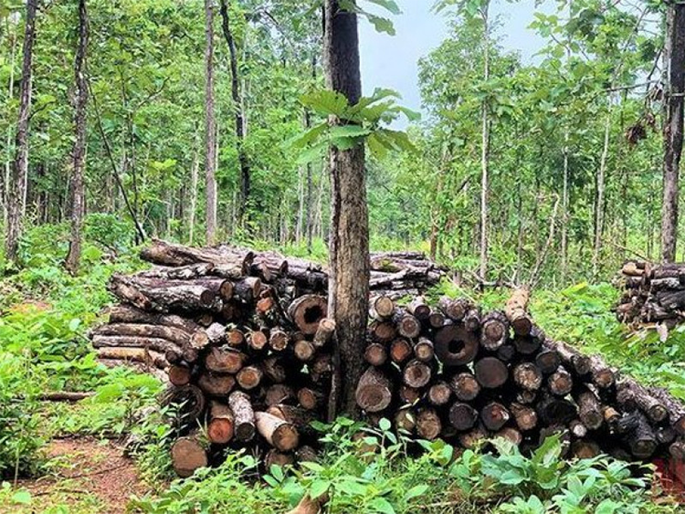 Rừng nguyên sinh là gì? (hình 5)