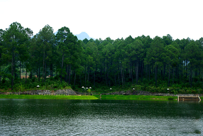 Rừng nguyên sinh là gì? (hình 9)