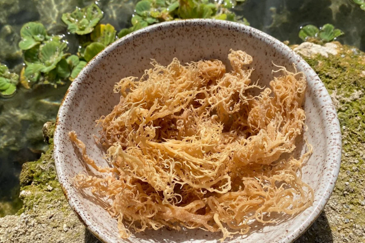 Sea moss là gì 3