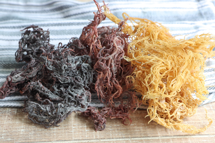 Sea moss là gì 2