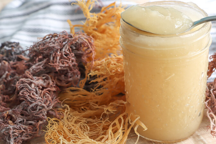 Sea moss là gì 4