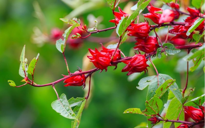 Hoa atiso đỏ là gì