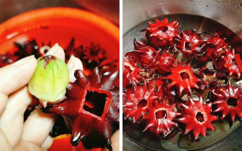Sơ chế hoa atiso đỏ