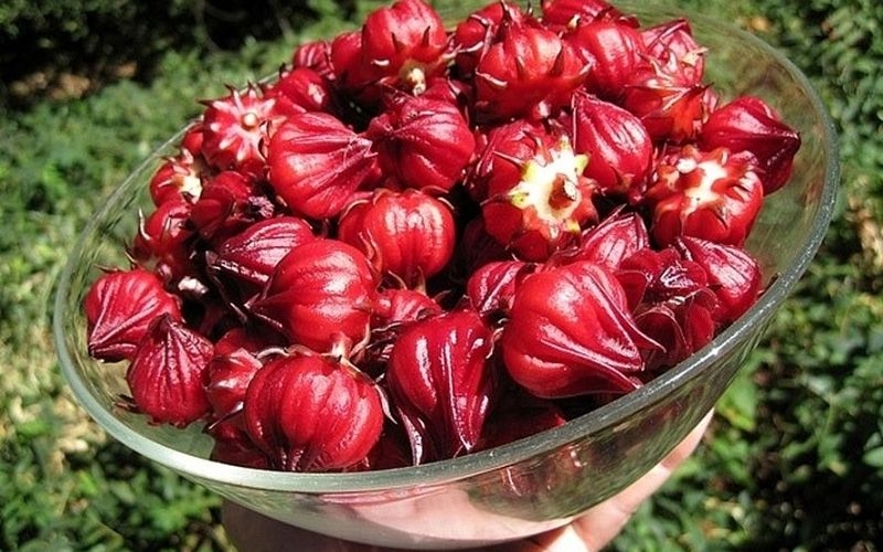 Cách chọn hoa atiso đỏ làm siro ngon