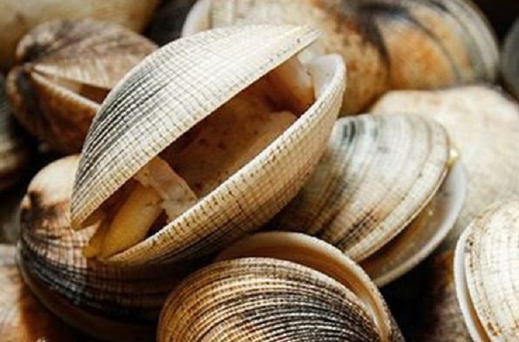 Sò chén (Hình 1)