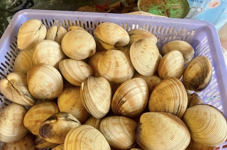 Sò chén (Hình 2)