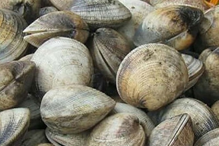 Sò chén (Hình 8)