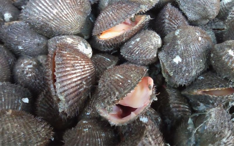 Cách chọn sò lông ngon