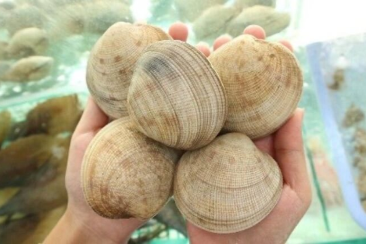 sò tộ hình 3