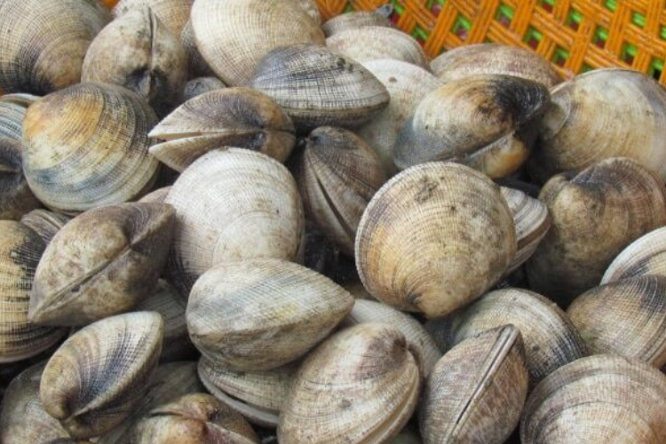 sò tộ hình 4