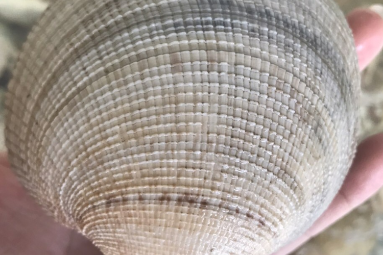 sò tộ hình 5