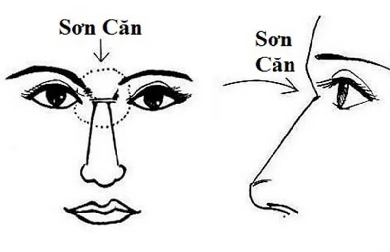 sơn căn là gì 1.png