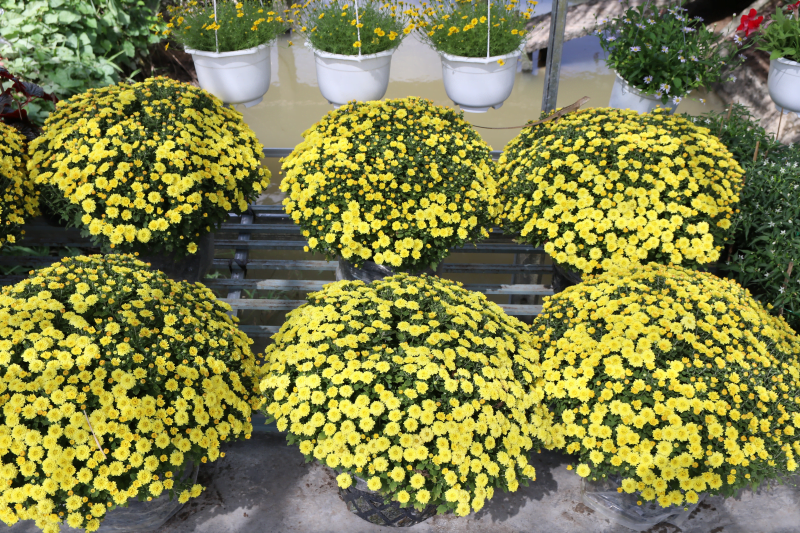 STT bán hoa cúc Tết