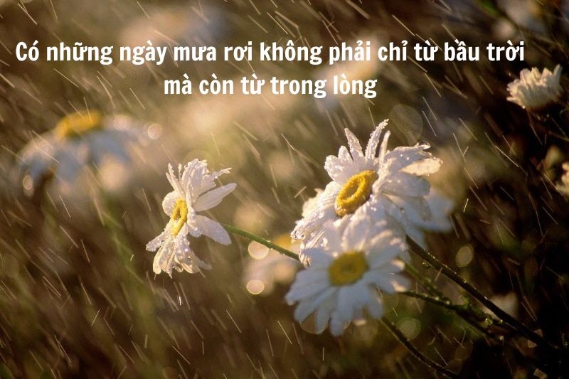 STT cảm xúc ngày mưa ảnh 2