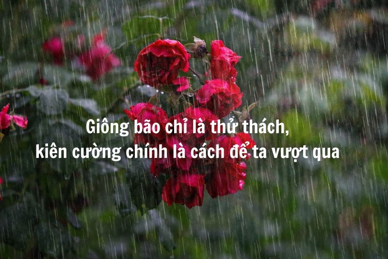 STT cảm xúc ngày mưa ảnh 5