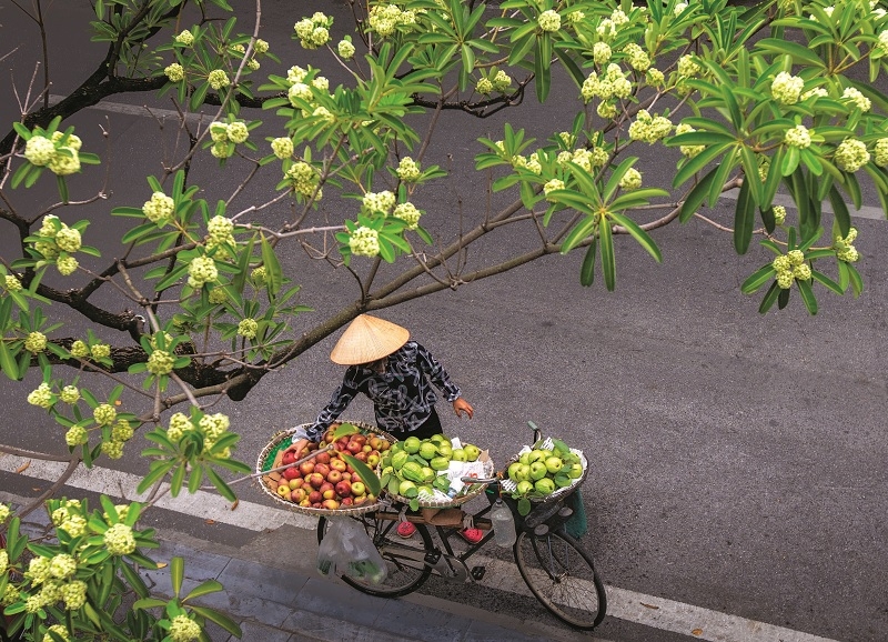 stt hoa sữa hay 2.jpg