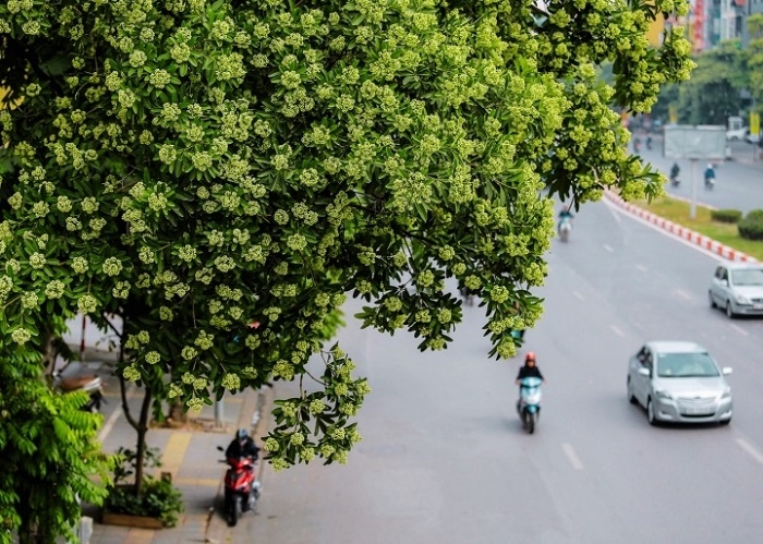 stt hoa sữa hay 3.jpg