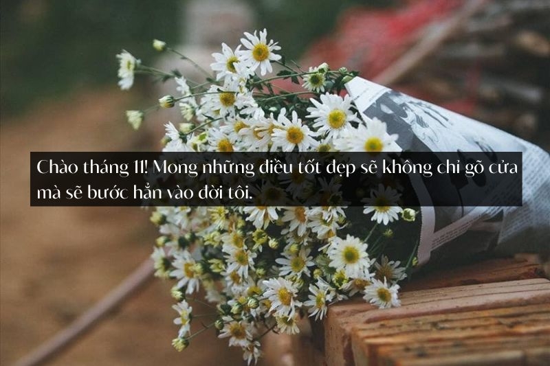 STT chào tháng 11 ảnh 3