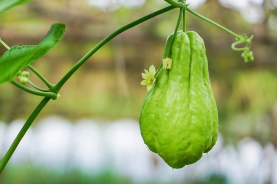 Trái su su và những giá trị dinh dưỡng nổi bật: Lợi ích sức khỏe, cách chọn và chế biến chuẩn