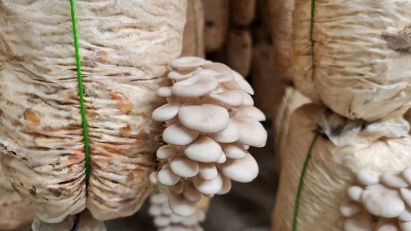 công dụng của lõi ngô 5