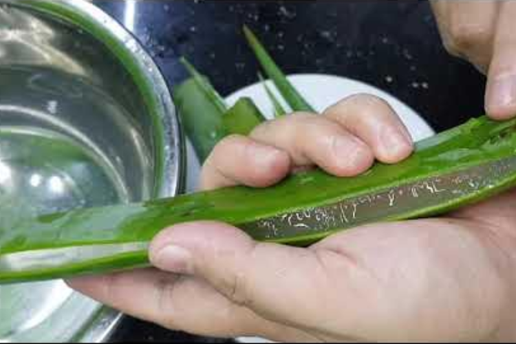 thạch nha đam 3