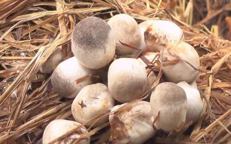 Cách chọn nấm rơm ngon
