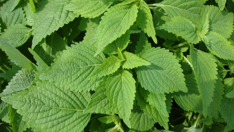 Thịt gà kỵ với rau gì? - hình 2