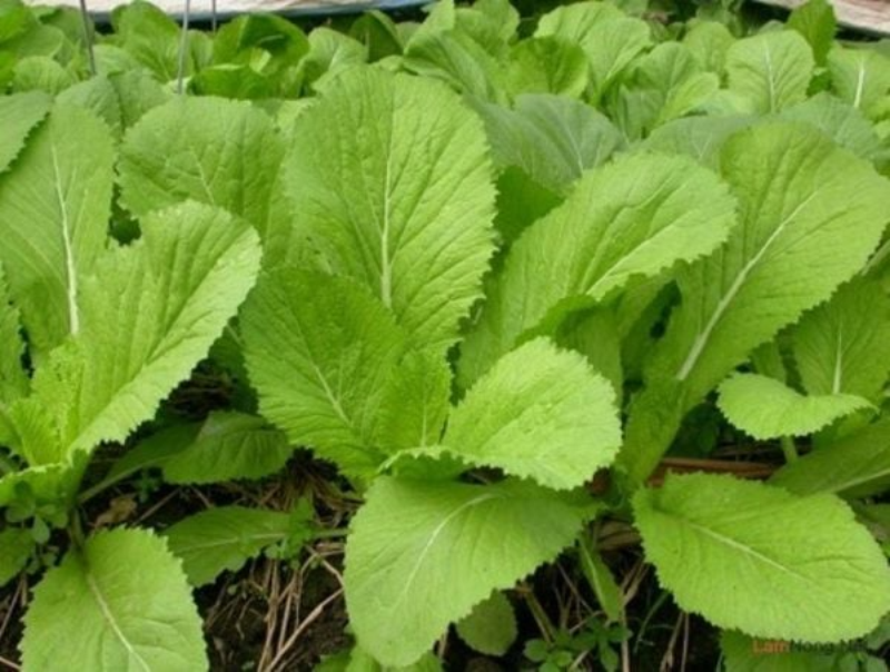 Thịt gà kỵ với rau gì? - hình 3