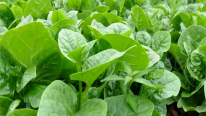 Thịt gà kỵ với rau gì? - hình 6