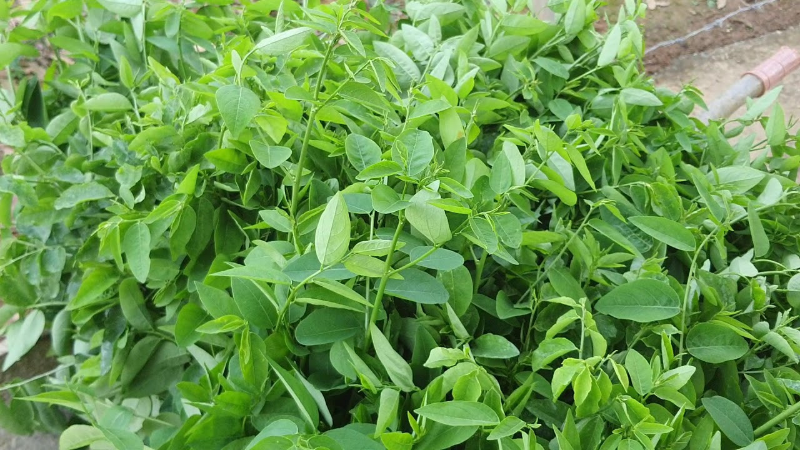 Thịt gà kỵ với rau gì? - hình 7