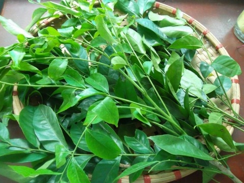 thịt lợn xào lá móc mật hình 5
