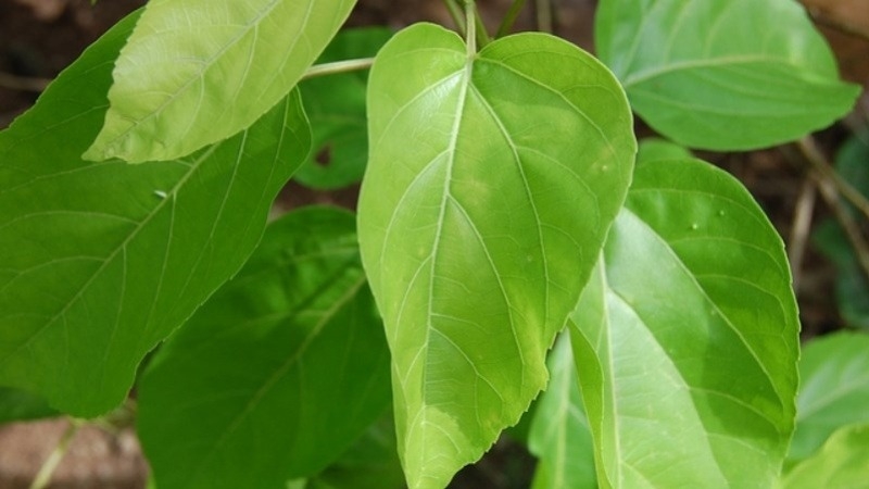 Thịt trâu xào lá cách nước cốt dừa 2