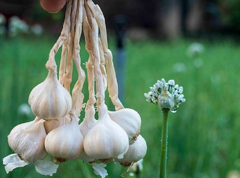 tiêu xanh ngâm mắm 5