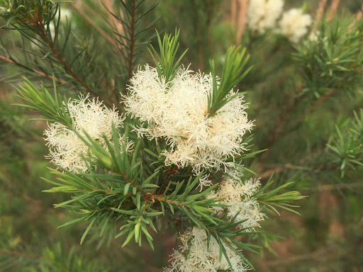Melaleuca Alternifolia
