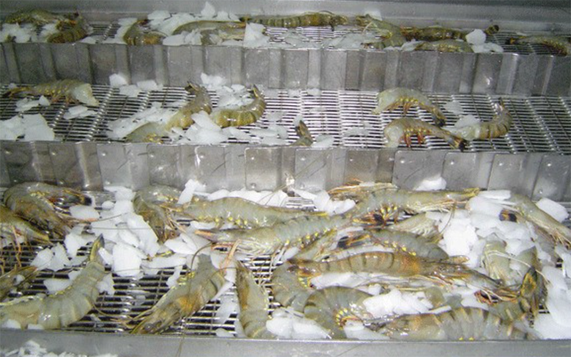 Tôm bạc (hình 10)