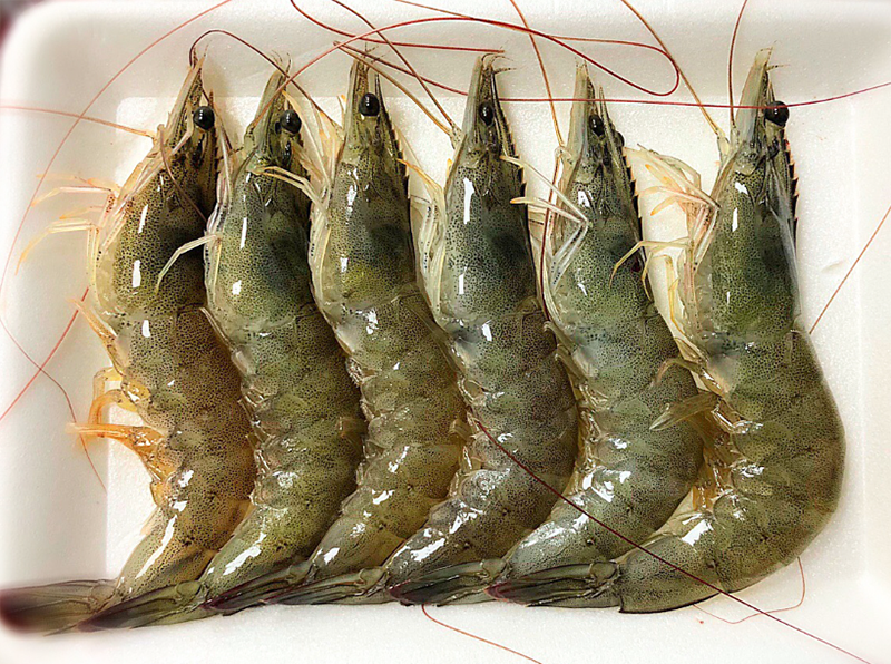 Tôm bạc (hình 4)