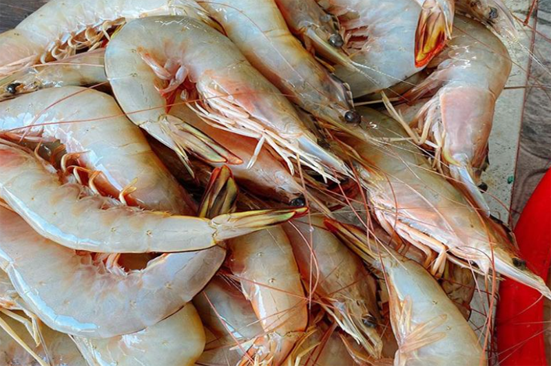Tôm bạc (hình 6)