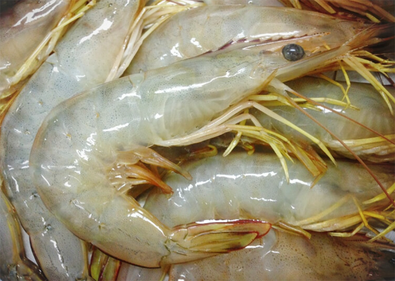 Tôm bạc (hình 7)