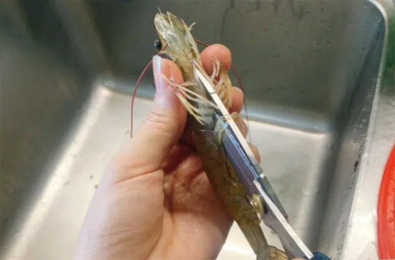 Tôm bạc (hình 8)