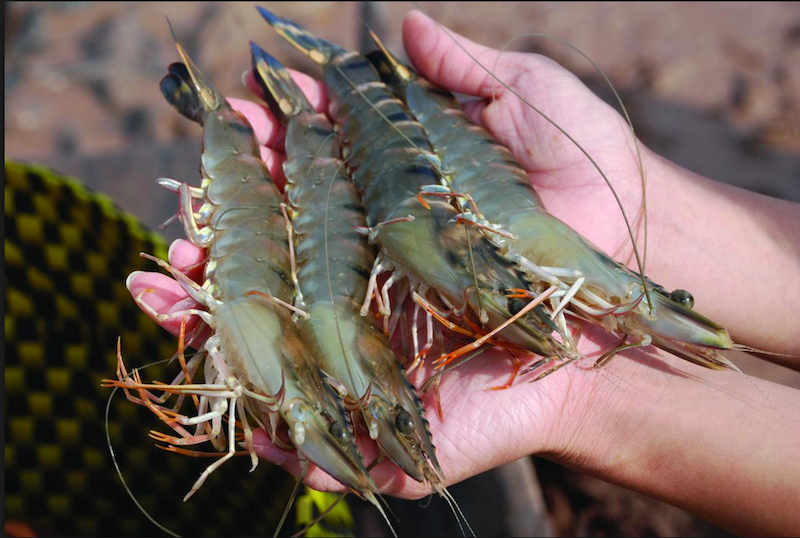 cách làm tôm cuộn khoai tây - hình 1