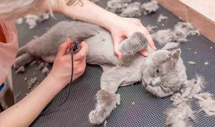 Tông đơ cắt tóc có cắt được lông chó mèo không 3