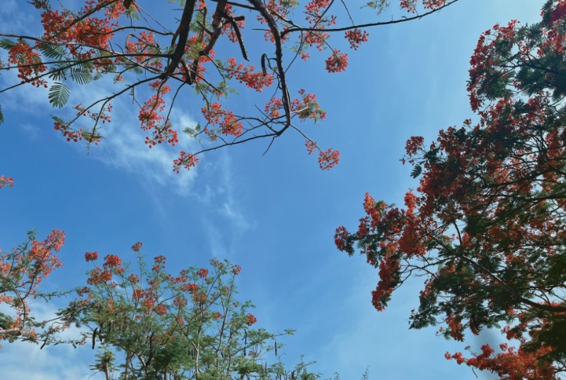 Tháng 5 không cần báo trước, ve đã râm ran gọi hè