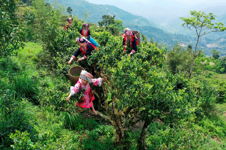 Trà Shan Tuyết hình 3