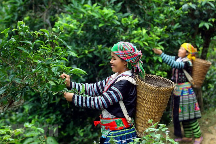 Trà Shan Tuyết hình 4