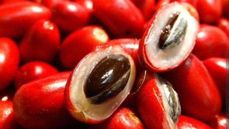 trái thần kỳ 1