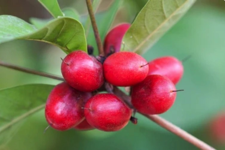 trái thần kỳ 3